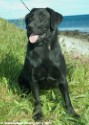 Mutt Sitting 1.jpg